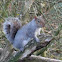 Grey squirrel