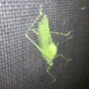 Katydid