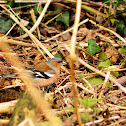 Chaffinch