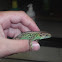 Lacerta agilis