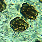 Dictydiaethalium plumbeum ?! spores