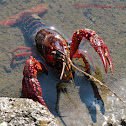 Red Swamp Crayfish