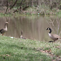 Greater White-fronted Geese