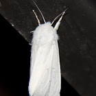 Virginian Tiger Moth