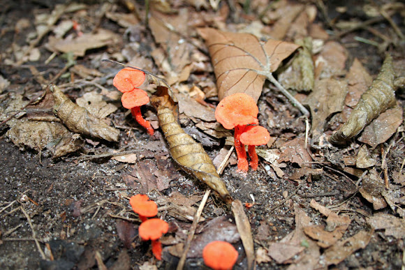 Spotting Image 1