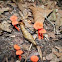 Waxy Laccaria