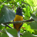 Violaceus Trogon