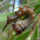 Spitfires Sawflies Grubs