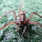 Wolf Spider