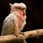 Major Mitchell's Cockatoo