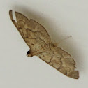 Moth