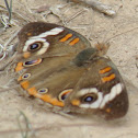 Common Buckeye Butterfly