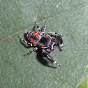 Jumping Spider