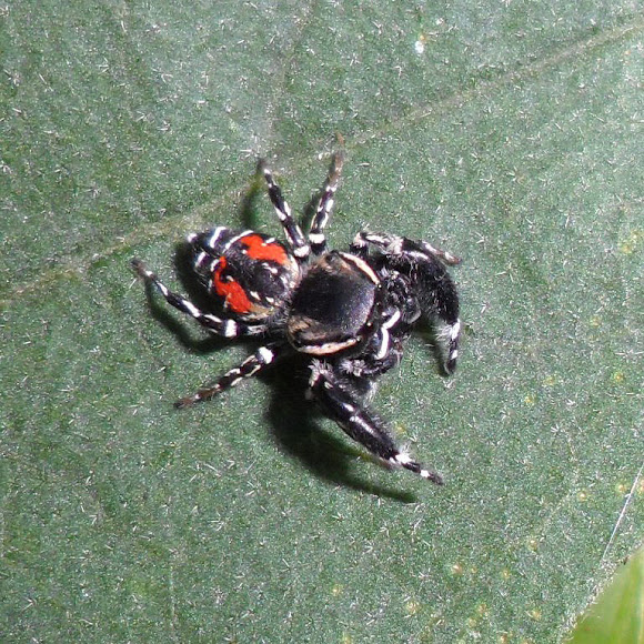 Spotting Image 1