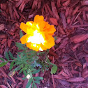 Safari tangerine French dwarf marigold