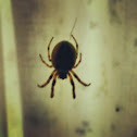 Brown Widow