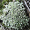 Sphagnum Moss