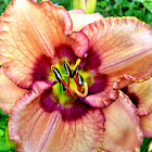 Daylily 'Stephanie Returns'