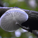 Porcelain Fungus