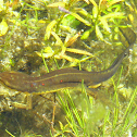 Eastern Newt