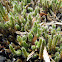 Rock Spikemoss