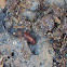 Asiatic Garden Beetle