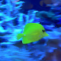 Yellow tang