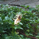 Cross Orbweaver