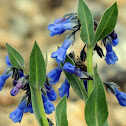 Mountain Bluebells