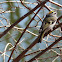Golden-crowned Kinglet