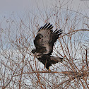 Red-Tailed Hawk (Harlan's)