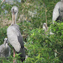 Asian Open-bill Stork
