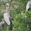 Asian Open-bill Stork