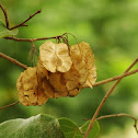 Hoptree