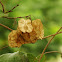 Hoptree