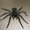Wolf Spider