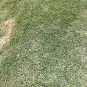 Grass