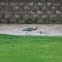 Blue Heron