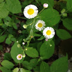 Common Fleabane; Philadelphia Fleabane