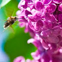 Schwebfliege