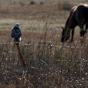 Krider's  Red-Tailed Hawk