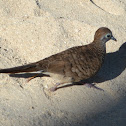 Zebra Dove
