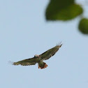 Red Tail Hawk