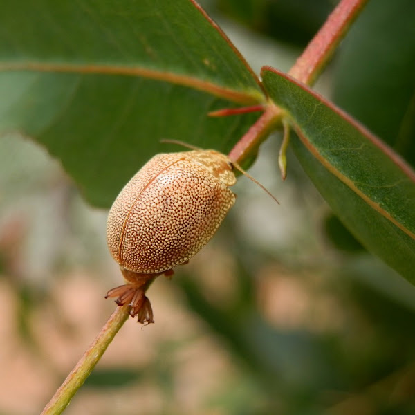 Eucalyptus leafbeetle laying eggs Project Noah