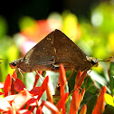 Conjoined Swift