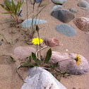 Mouse-ear Hawkweed