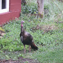 Wild Turkey