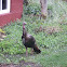 Wild Turkey