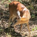 Duiker