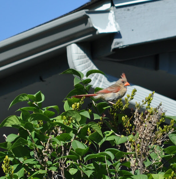 Spotting Image 1